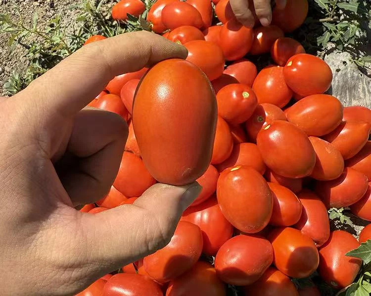 (新疆直发)新鲜采摘新疆小番茄可生吃做汤做菜做酱5斤全国包邮