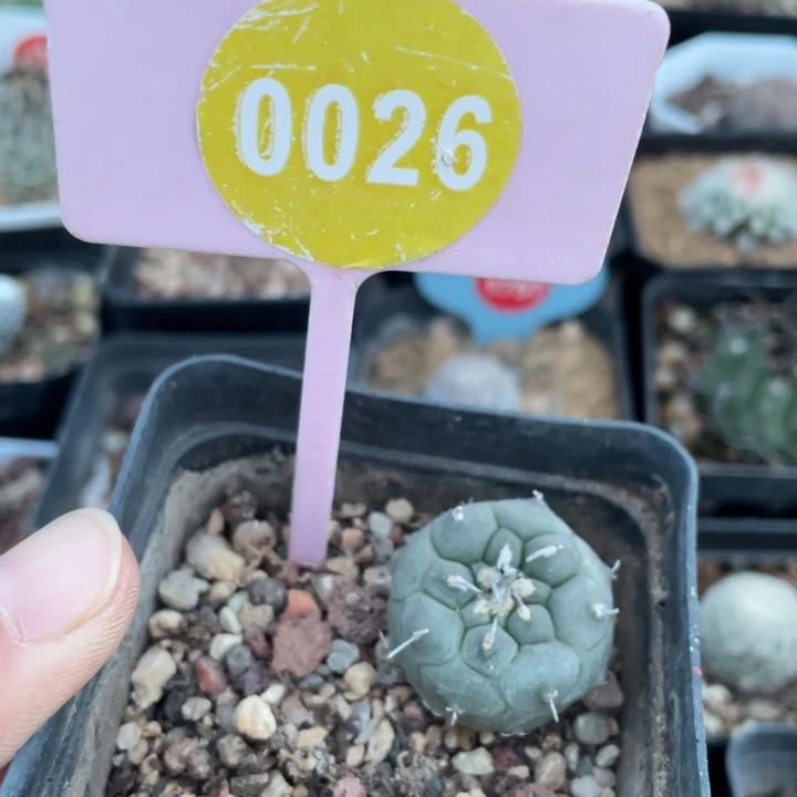 王***厌实生冬云002600000000