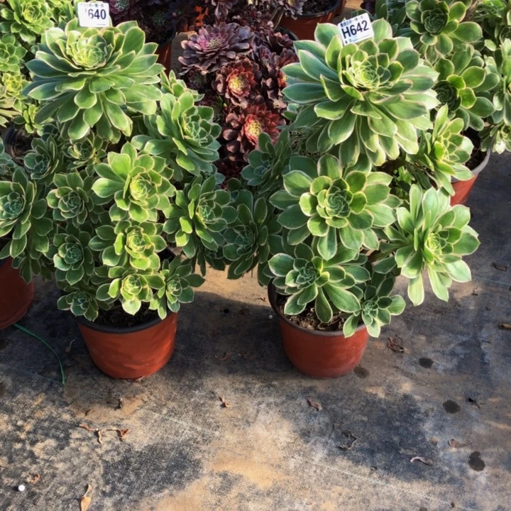 梓*俩颗6406420000000多肉0000