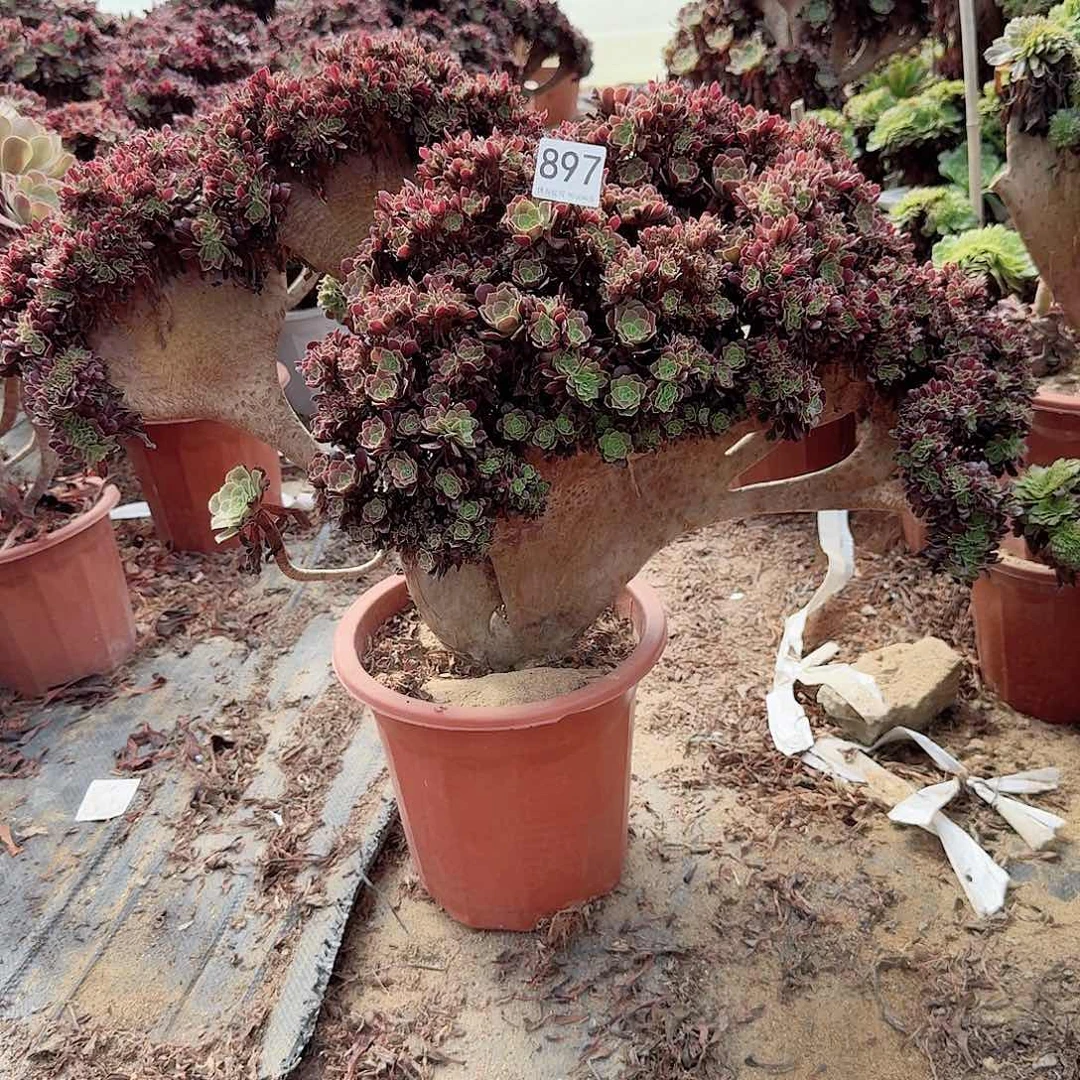 897欧紫朵朵一颗呀呀