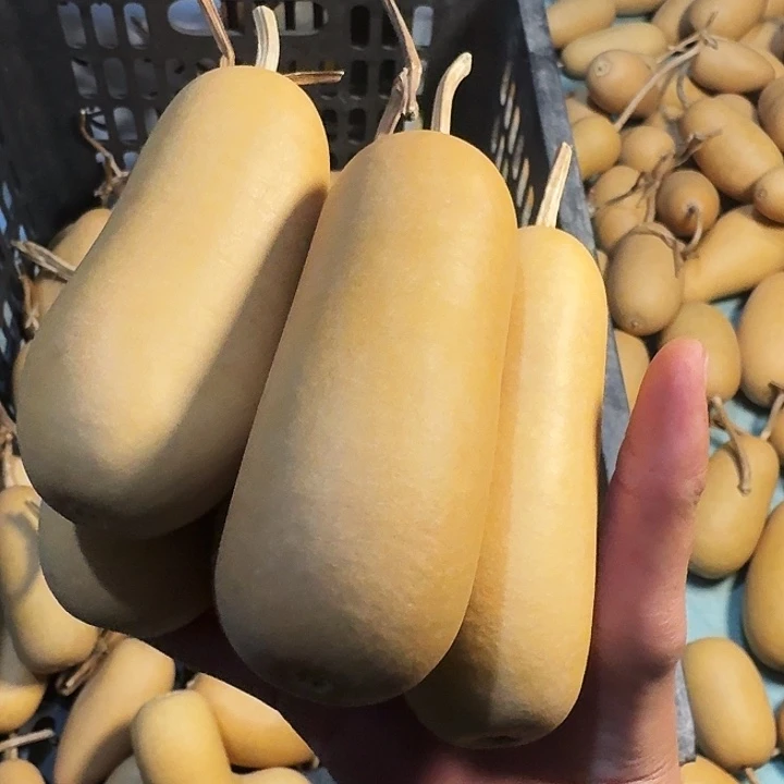 烙***跃葫芦冬瓜扁专属链接