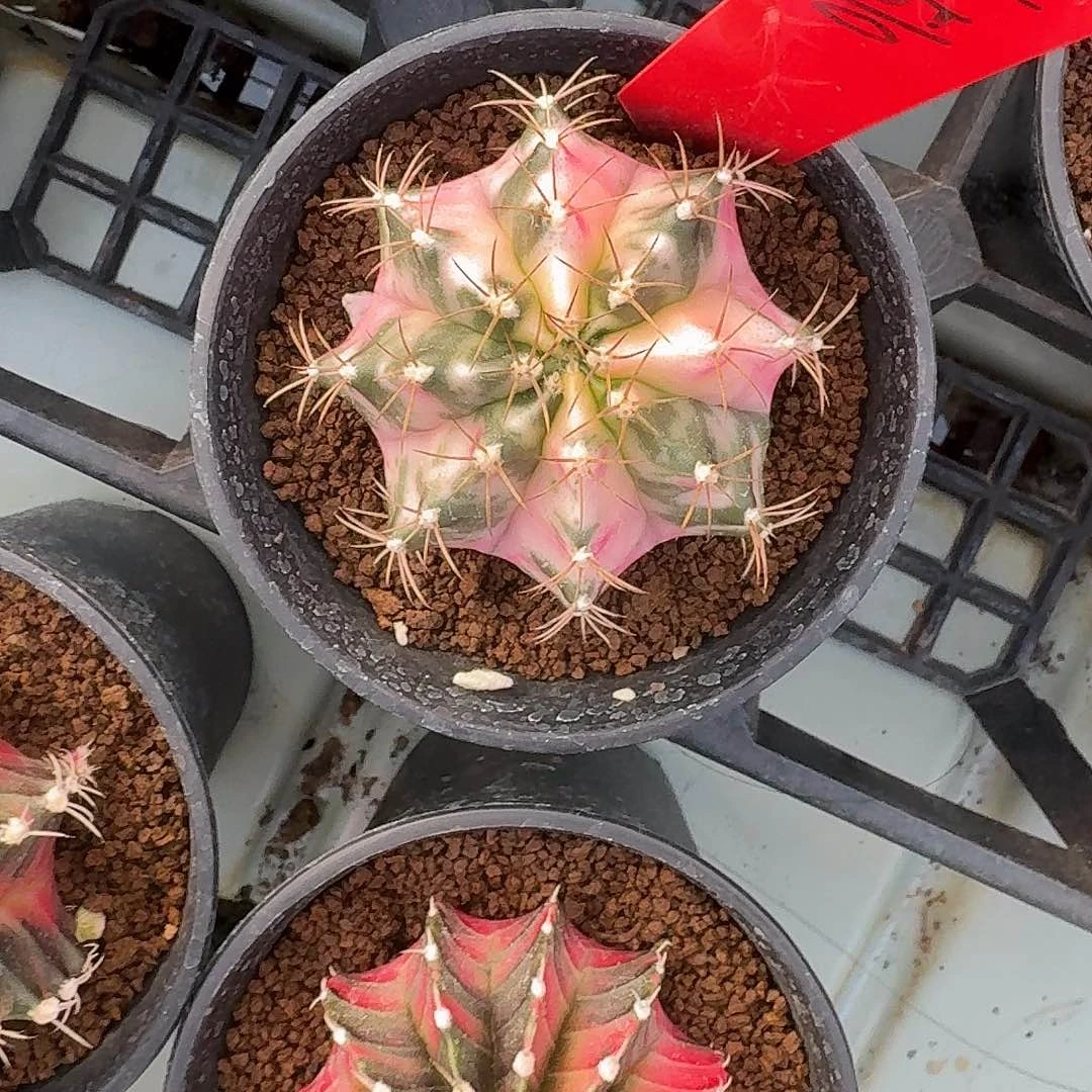 L510-1122广东发货 白衣天使 福利