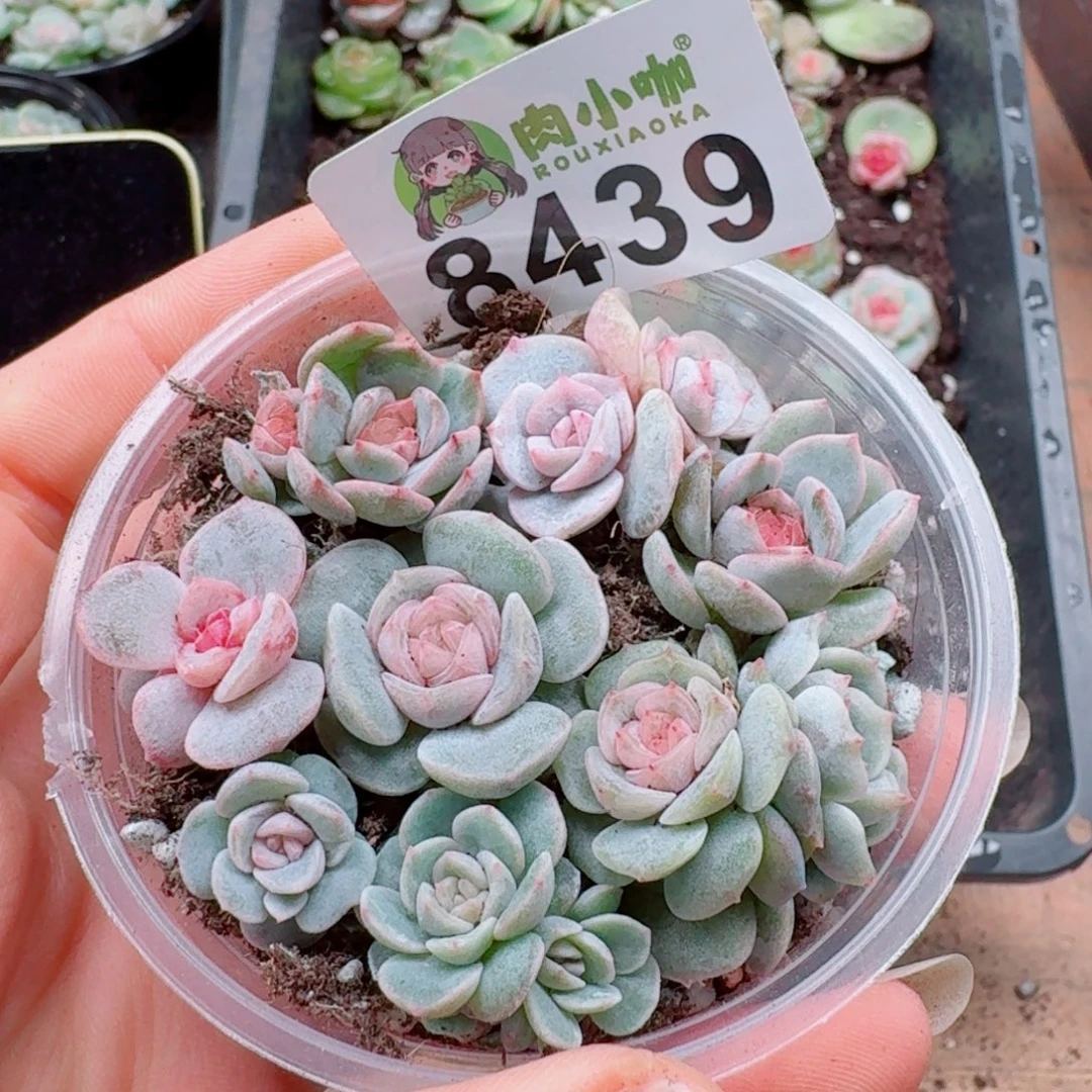 多肉植物多肉植物