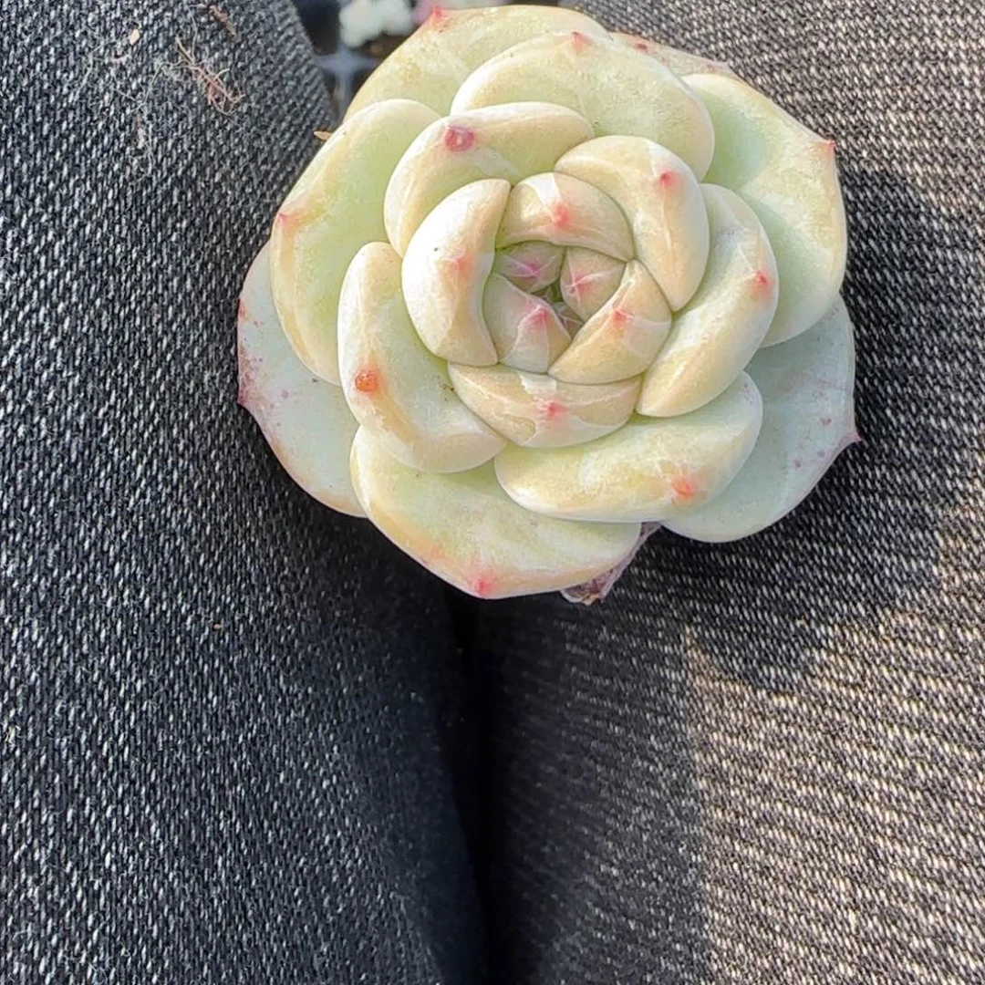 多肉小卡拉米糖心一物一拍。