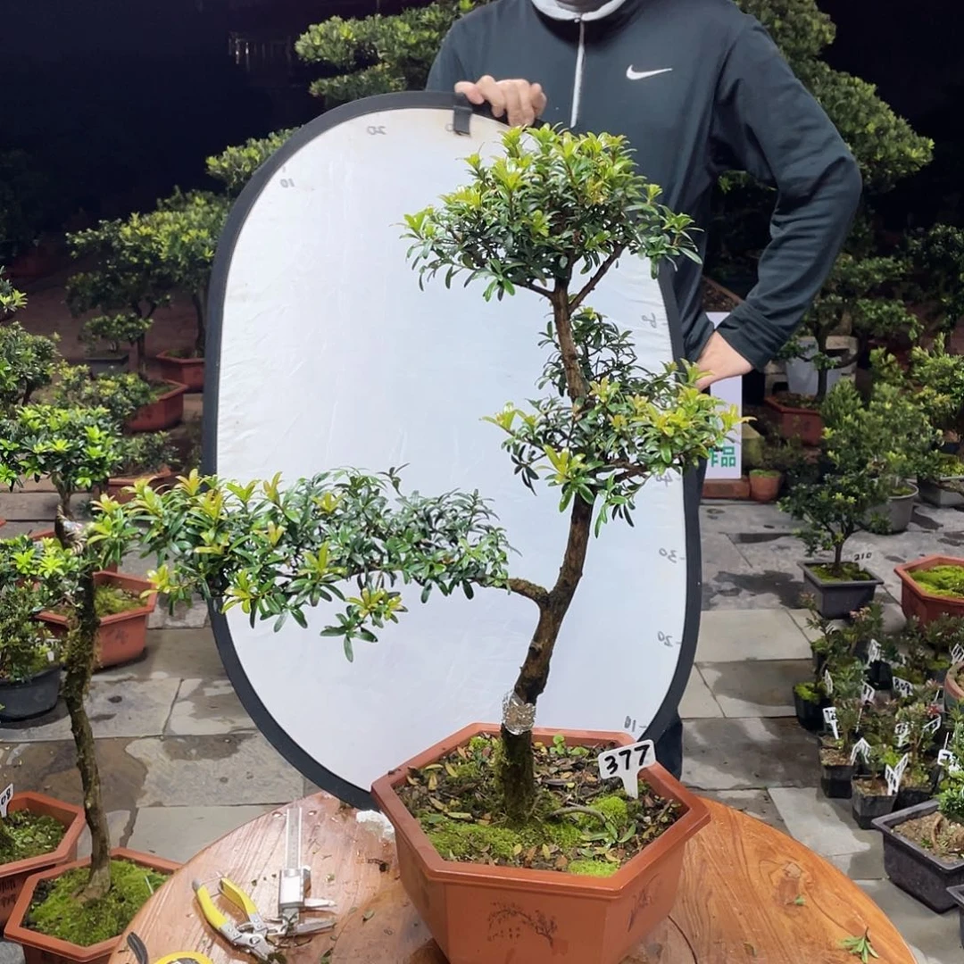 ***以实际为准罗汉松珍珠带盆377