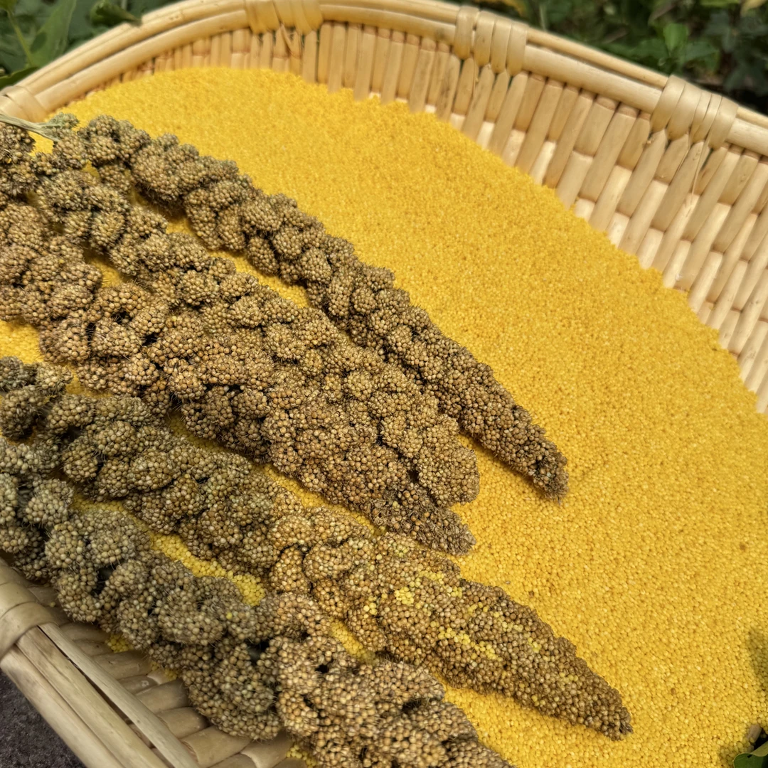 山地新小米熬粥好喝米油厚适合月子和宝宝食用