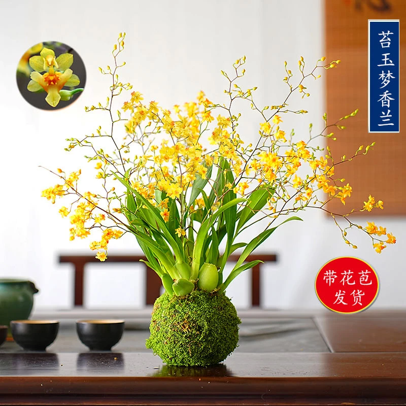 带花苞梦香水文心兰苔藓球年宵花卉浓香型室内客厅花期长可水培