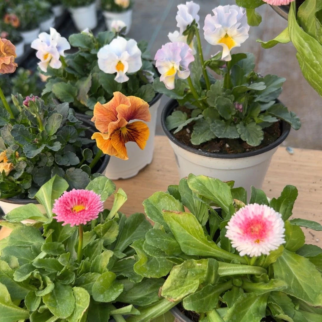 红陶抖音威笑闪拍210+211两颗