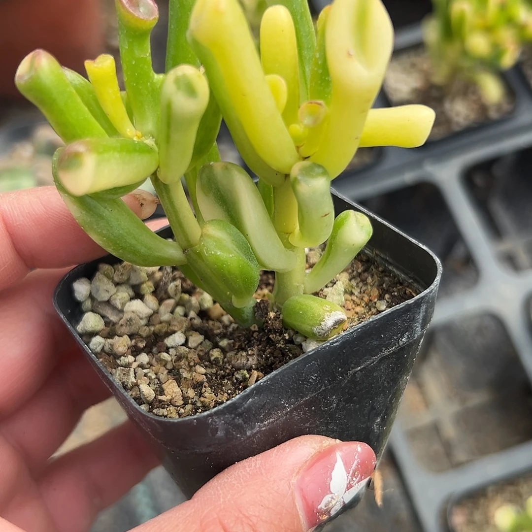 多肉植物吸财树锦