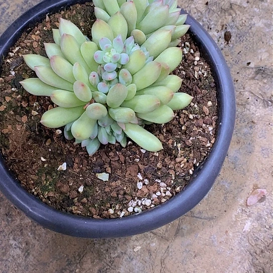 火*鸟岩字多肉植物