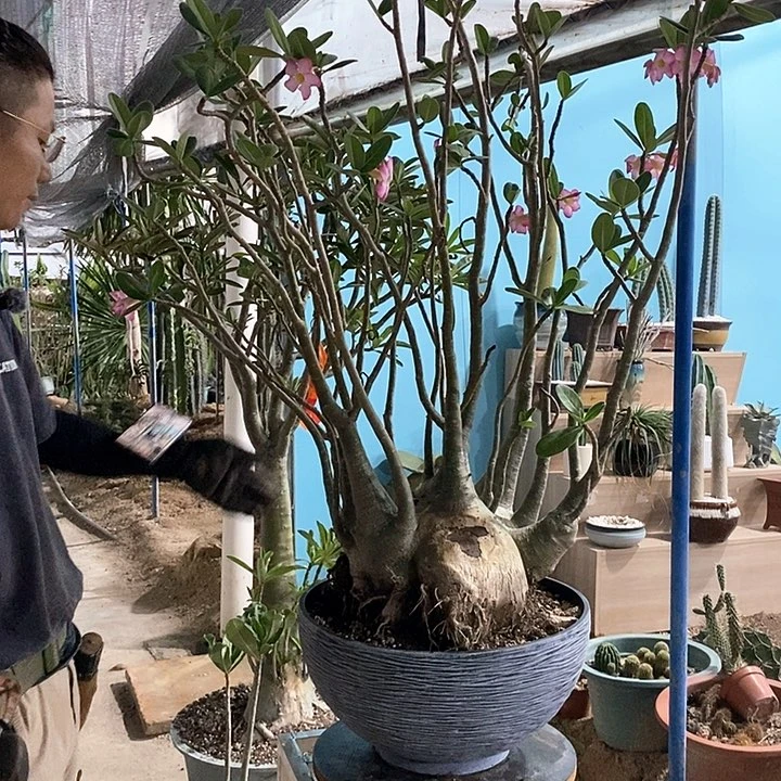 沙漠玫瑰不售后。