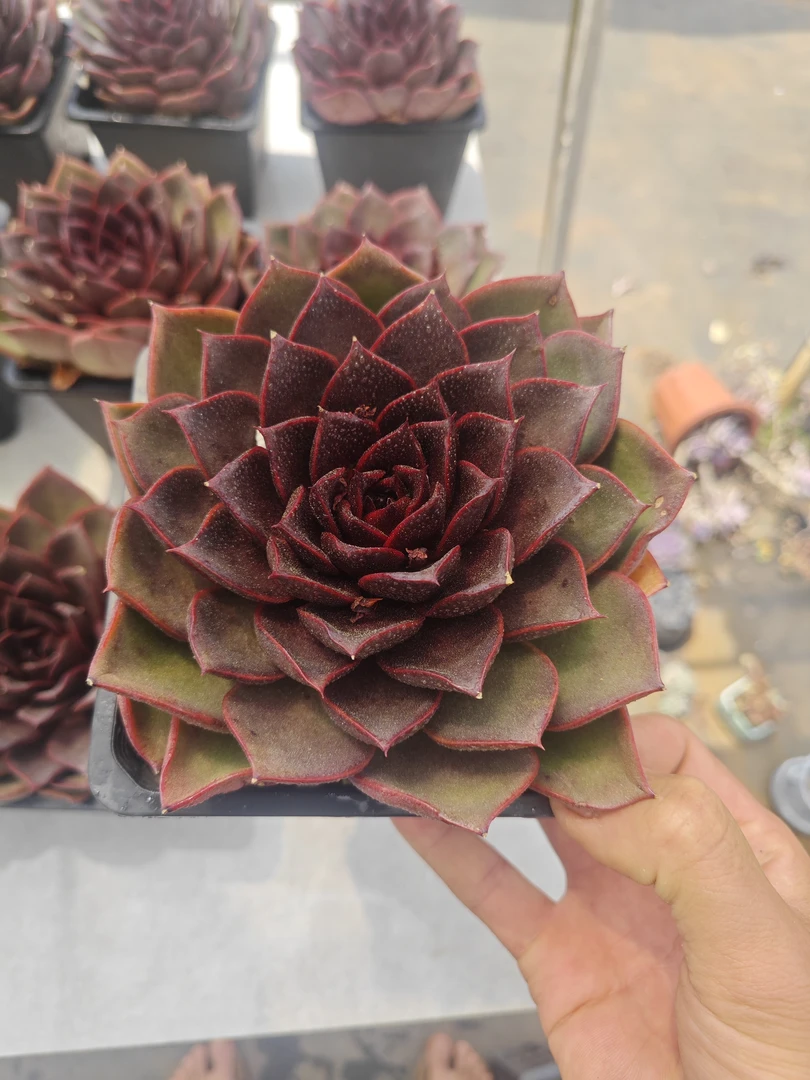 状态色红玫瑰 11多肉