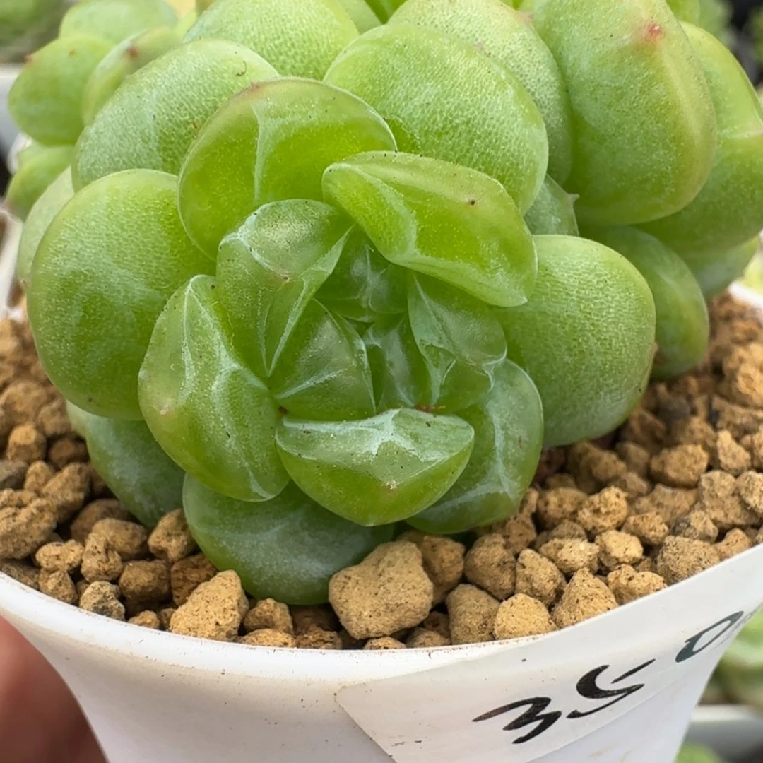 一物一拍一物一拍1022-350