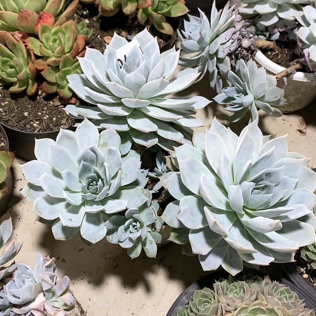 风*770薄叶蓝鸟多肉