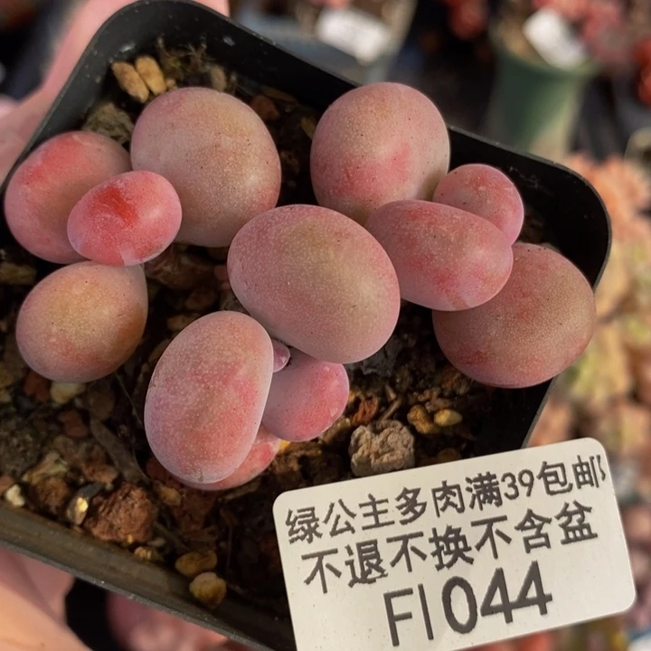 腰子桃蛋6cm1044多肉植物