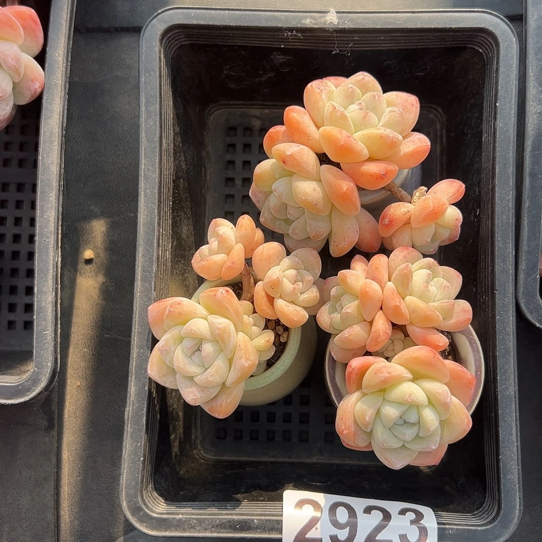 2923，三个三头冰玉带盆发