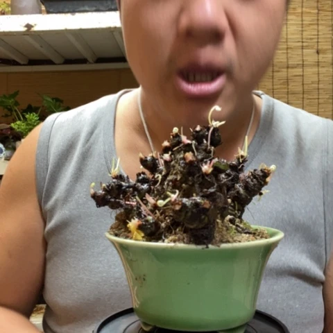 红陶用****惑一物一拍所见即所得250