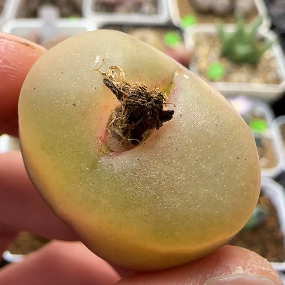 2.7漂亮多肉植物284