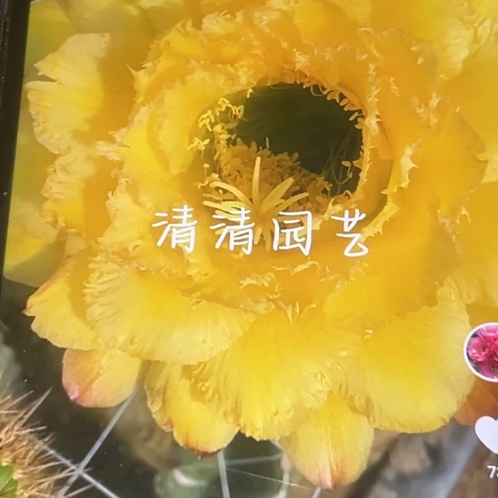 清清黄黄1侧牙歪瑕疵