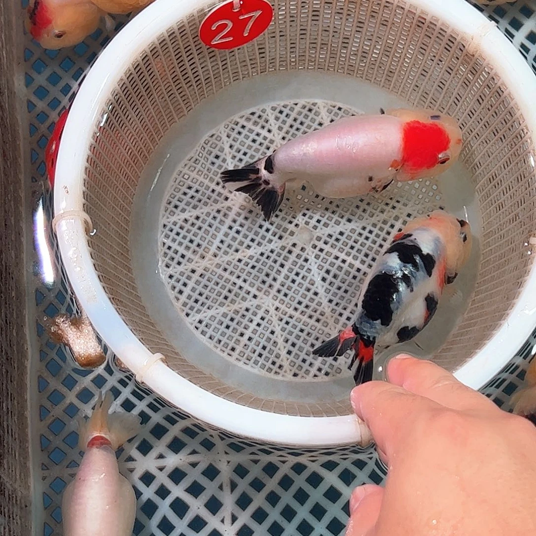 海水鱼大****）27包邮包活到家开箱视频