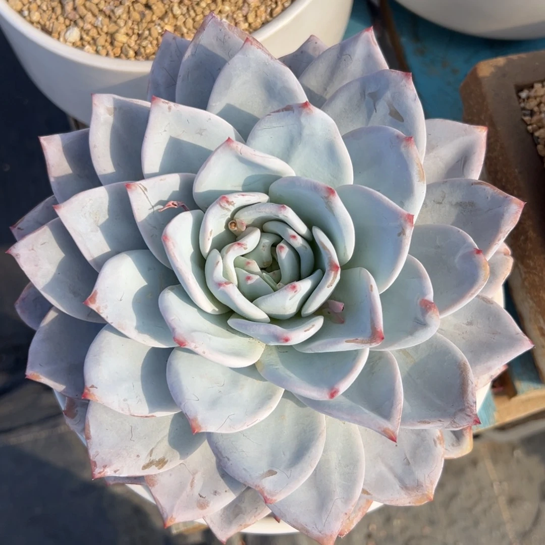 多肉植物一物一拍（10号）