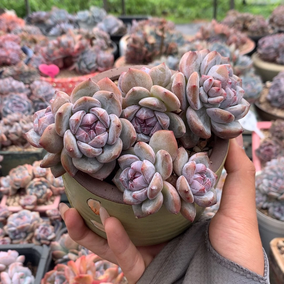 石榴籽小脸成品花花