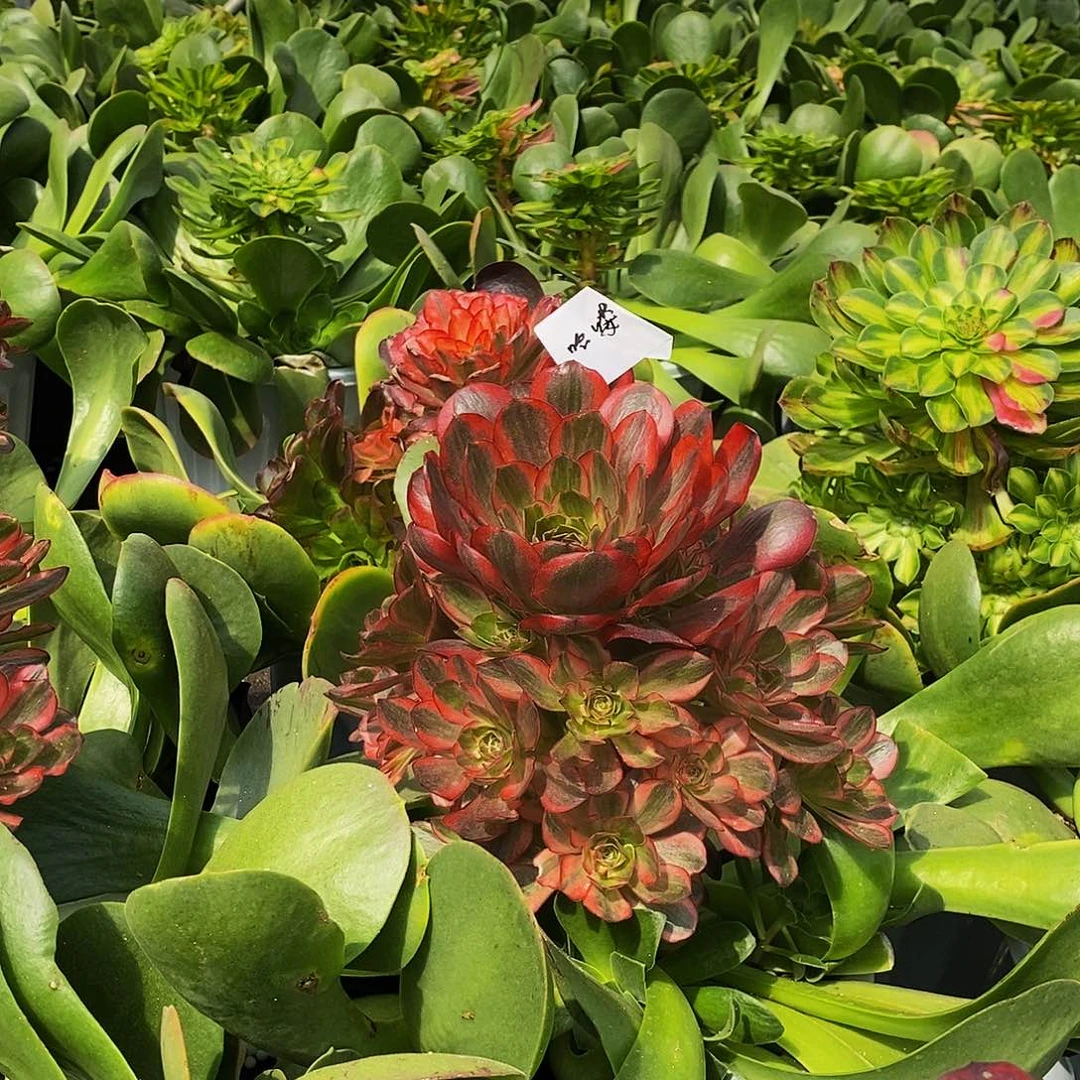 ?**喽上古园艺多肉植物