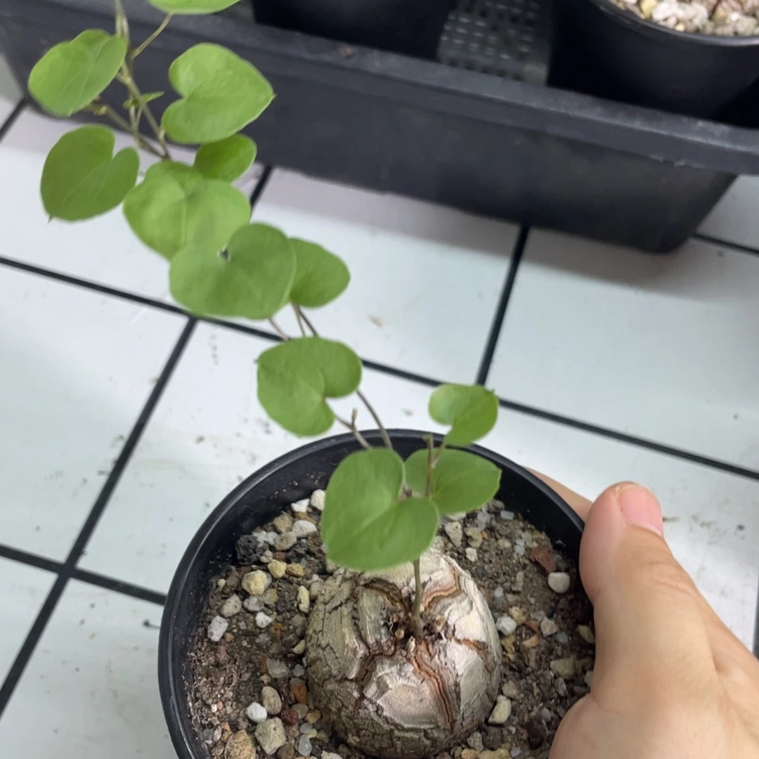 南非龟甲龙，一物一拍