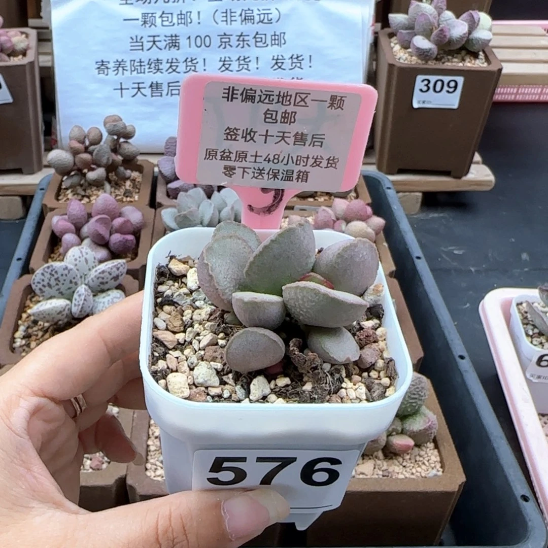 576琉璃多肉植物