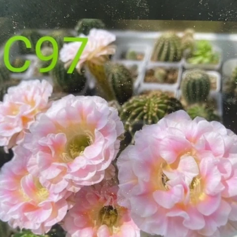 无花朵c97 号彩草仙人球侧芽2+