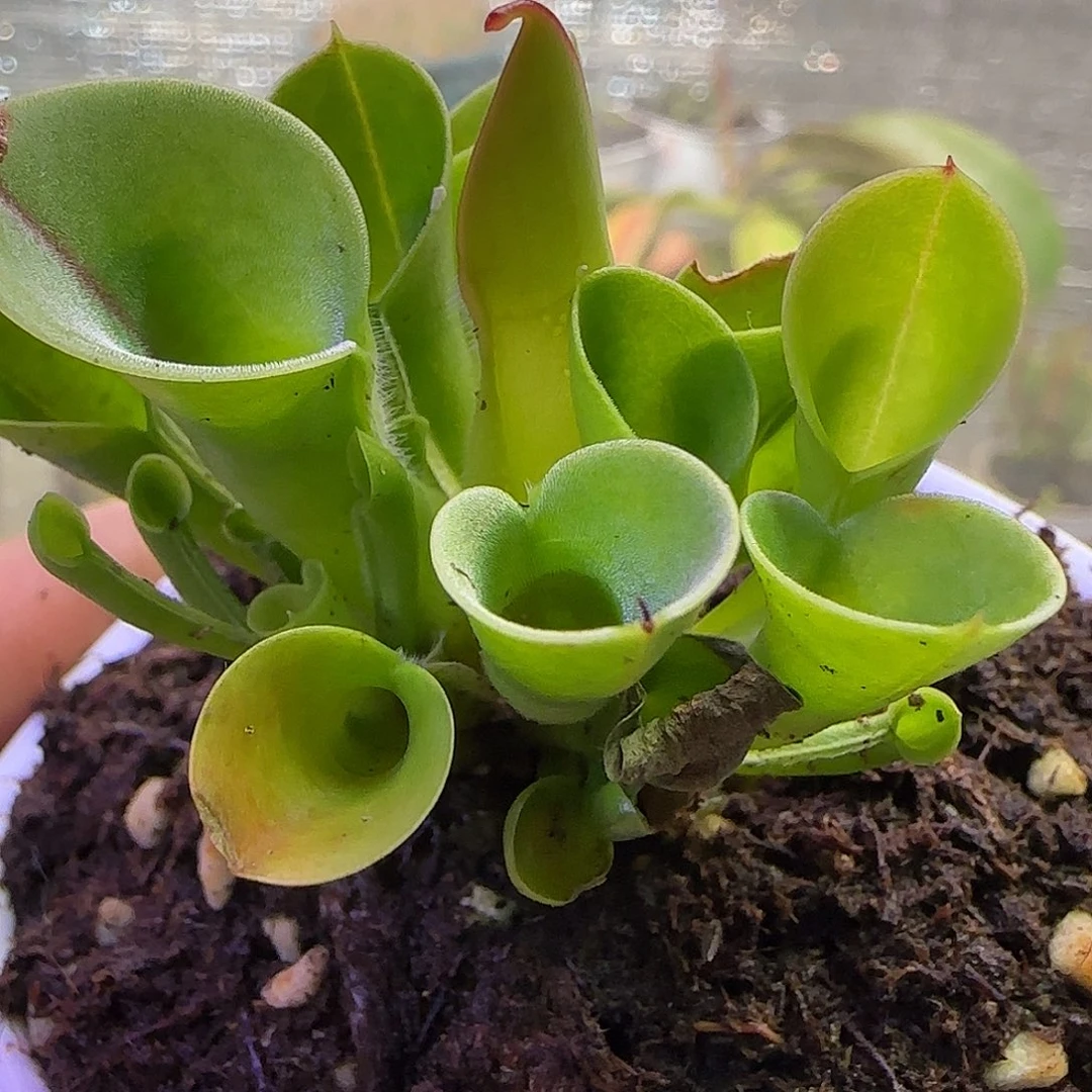 无花朵专拍小太阳