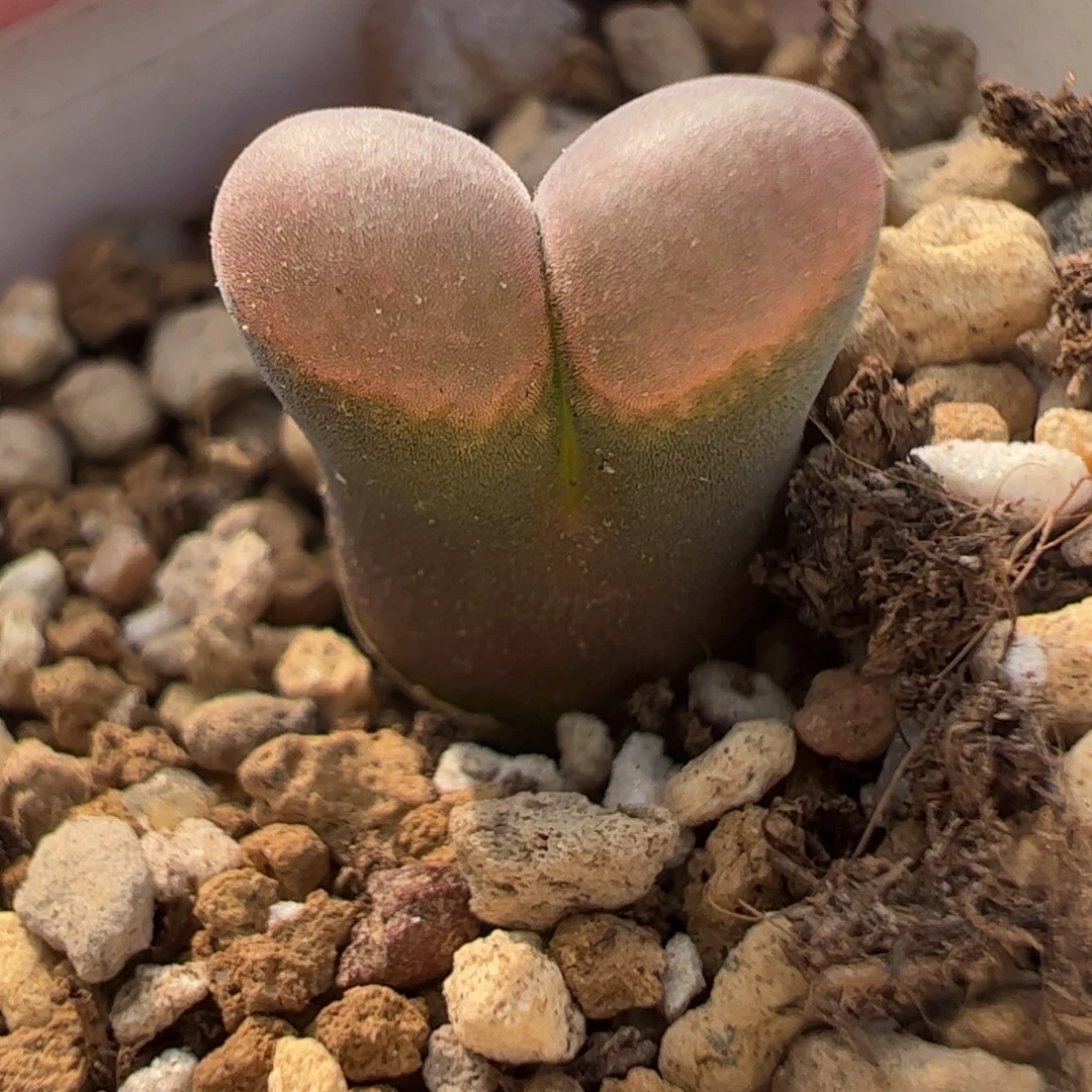 350 好看的多肉冲冲冲q