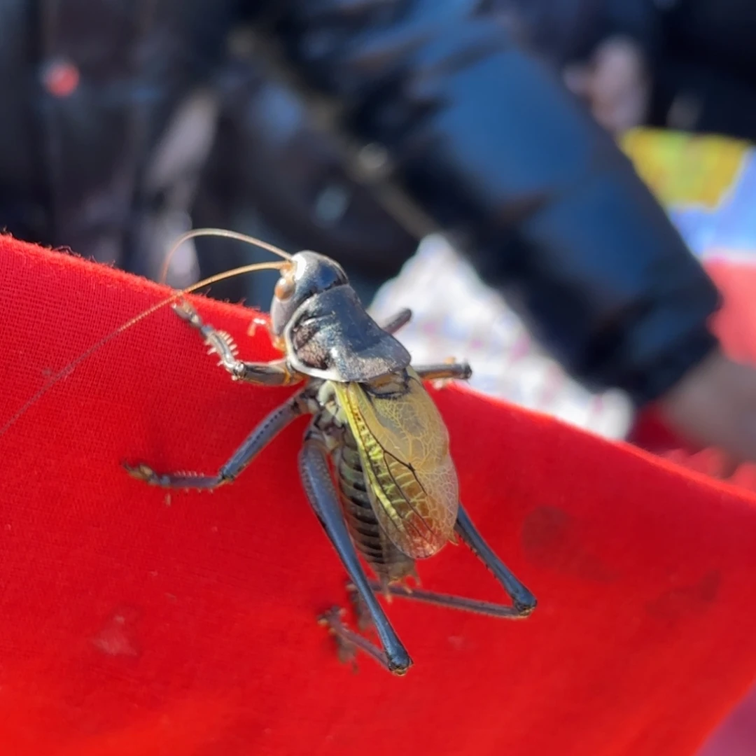 脚***狗蝈蝈蝈蝈福福价格