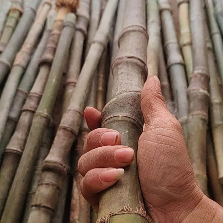 №***9dddddddddd嫡嫡道道