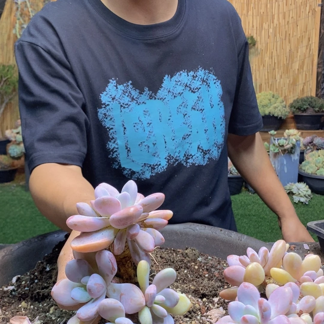 ?****105 号粉兔多肉