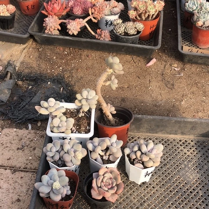 静静的多肉。山东临沂