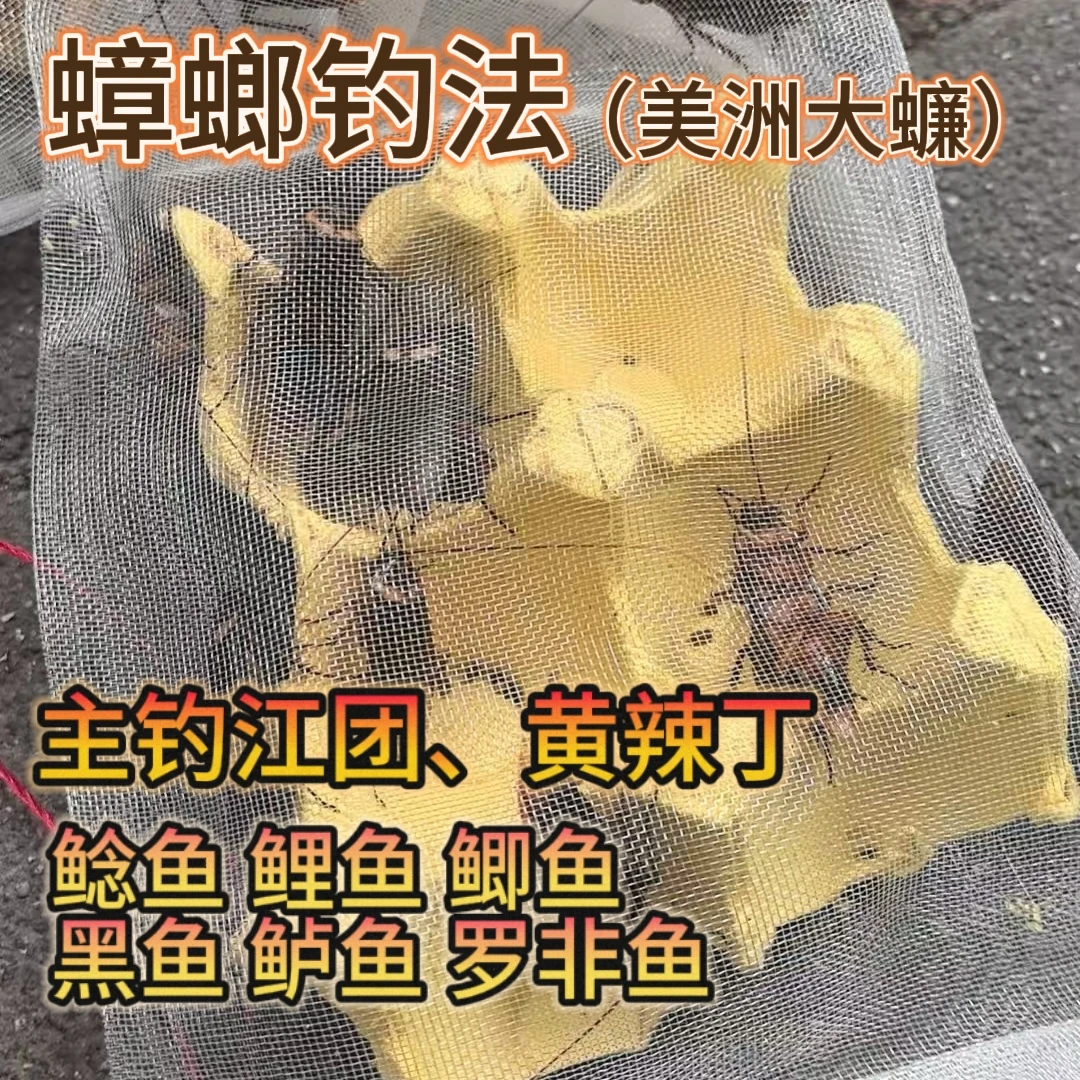 蟑螂小强美洲大蠊活饵钓鱼专用高效诱鱼江团黄辣丁人工养殖