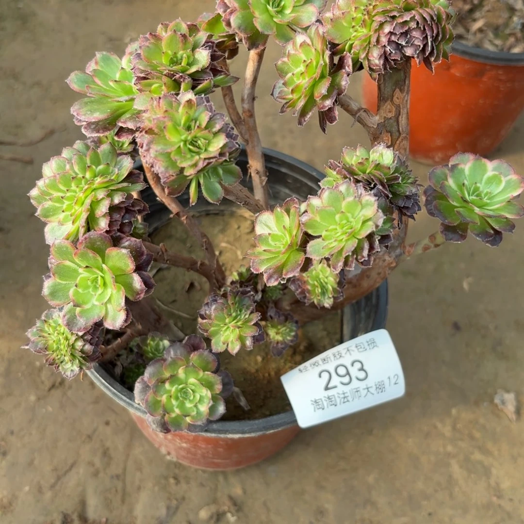 @***@293黑金刚缀化多肉植物