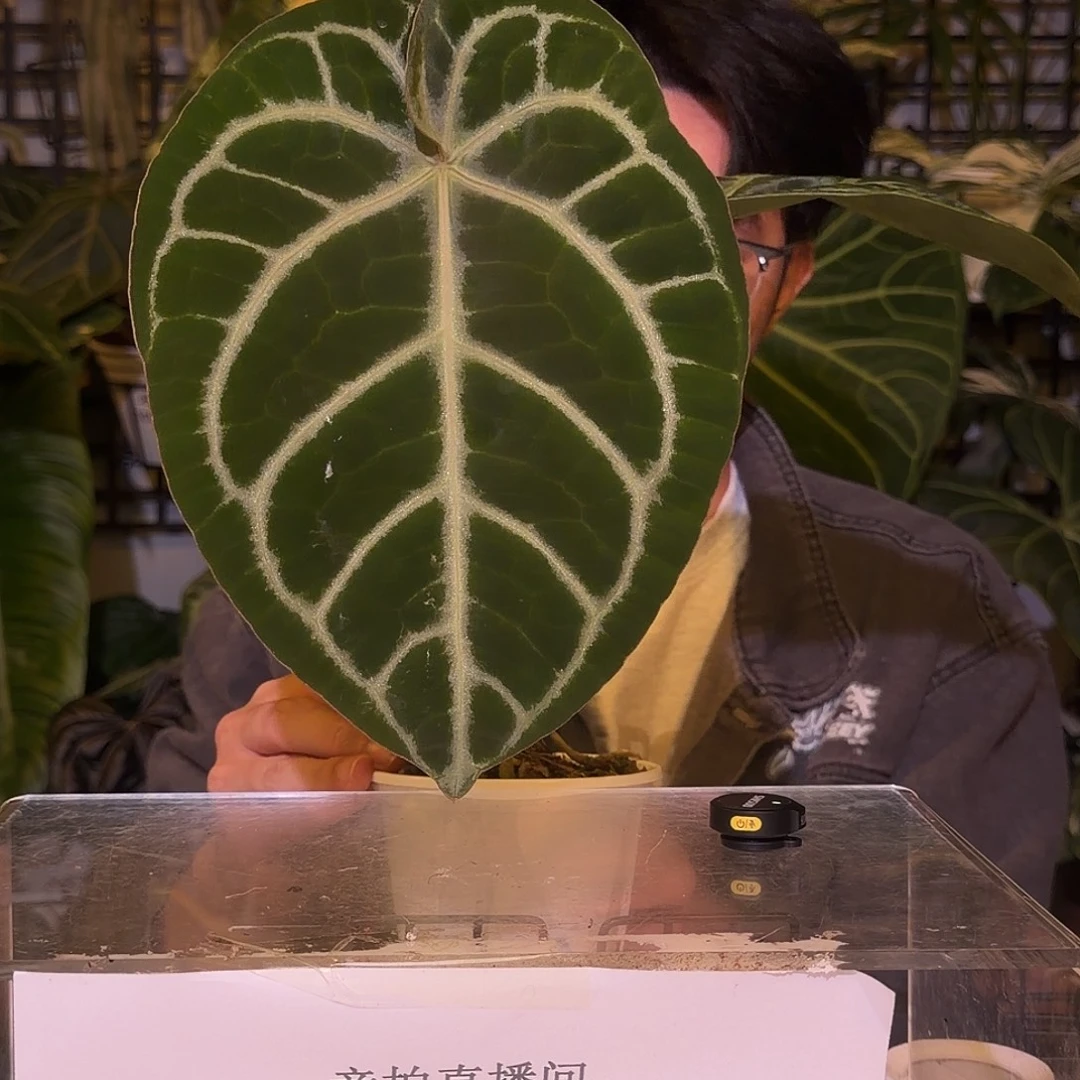 完全开放F556  华丽杂撕裂纹