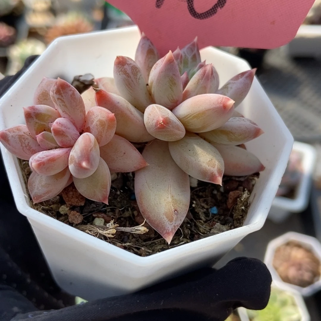 318梦幻美人多肉植物保护