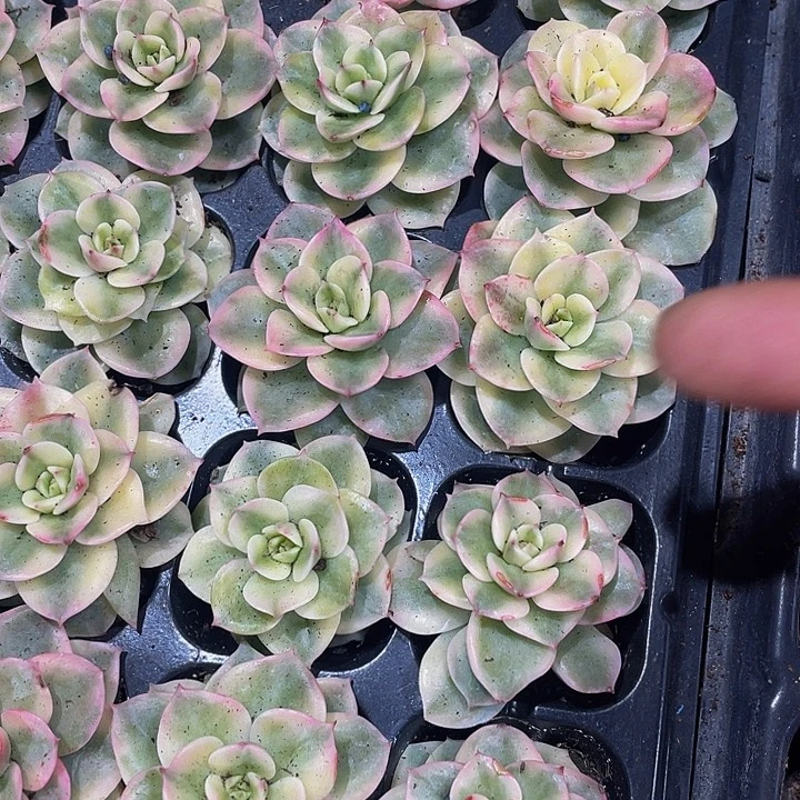 牡丹锦1.5带土发货