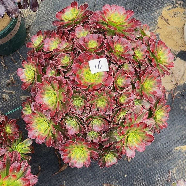 芳安娜锦法师一个16号