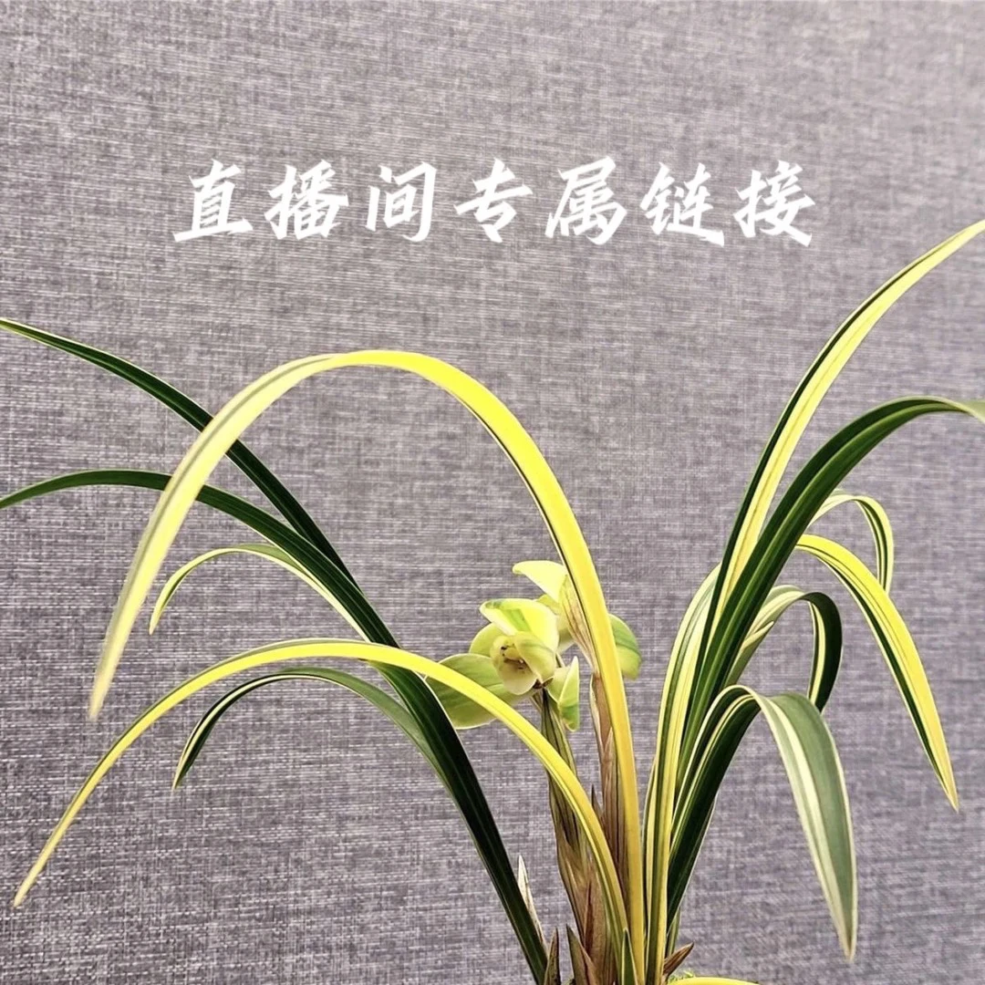 直播间100-1000改价链接 高端艺兰建兰浓香兰花苗阳台盆栽
