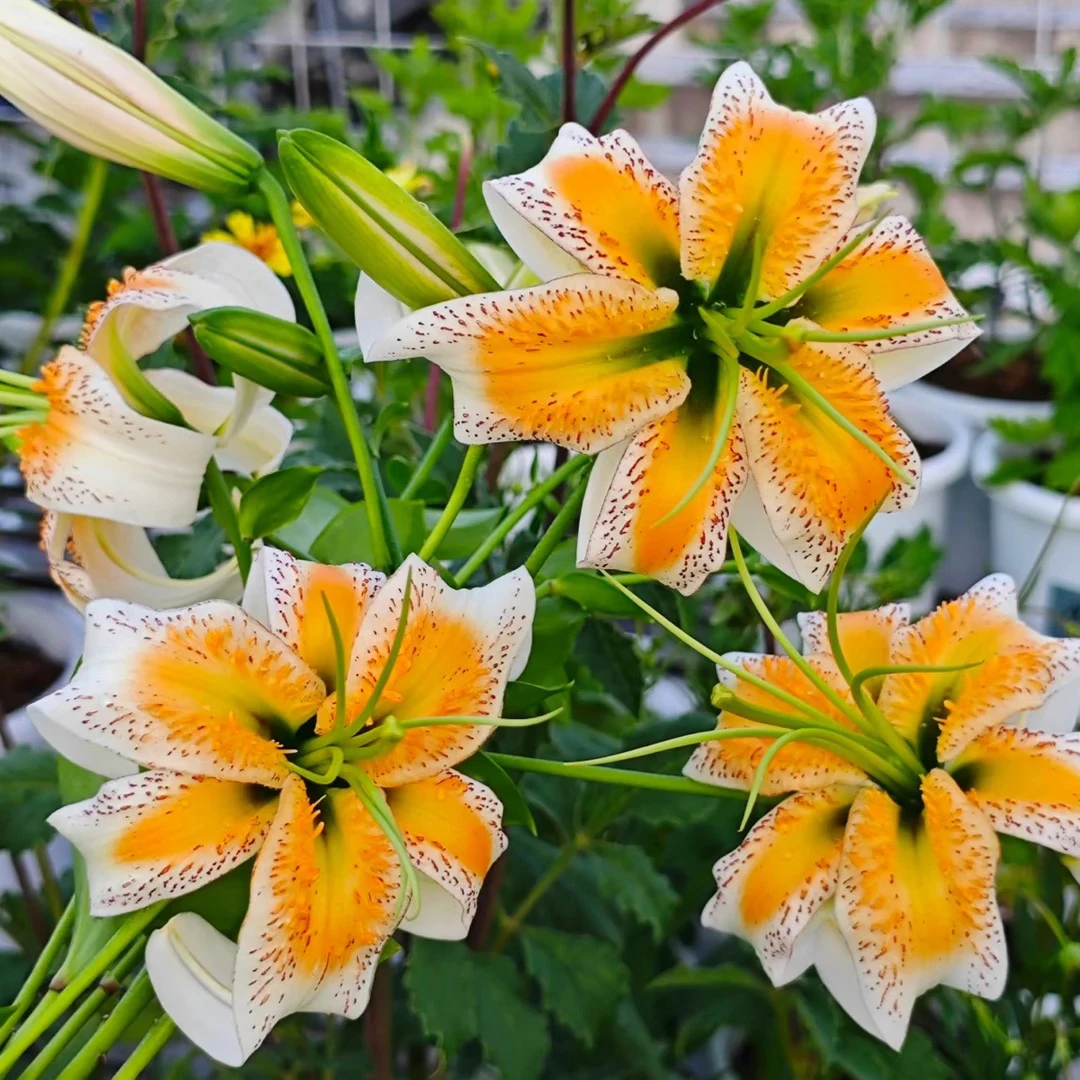 爱丽丝夫人进口百合百合花球种球盆栽地栽百合1个大球根پۇراقلىق