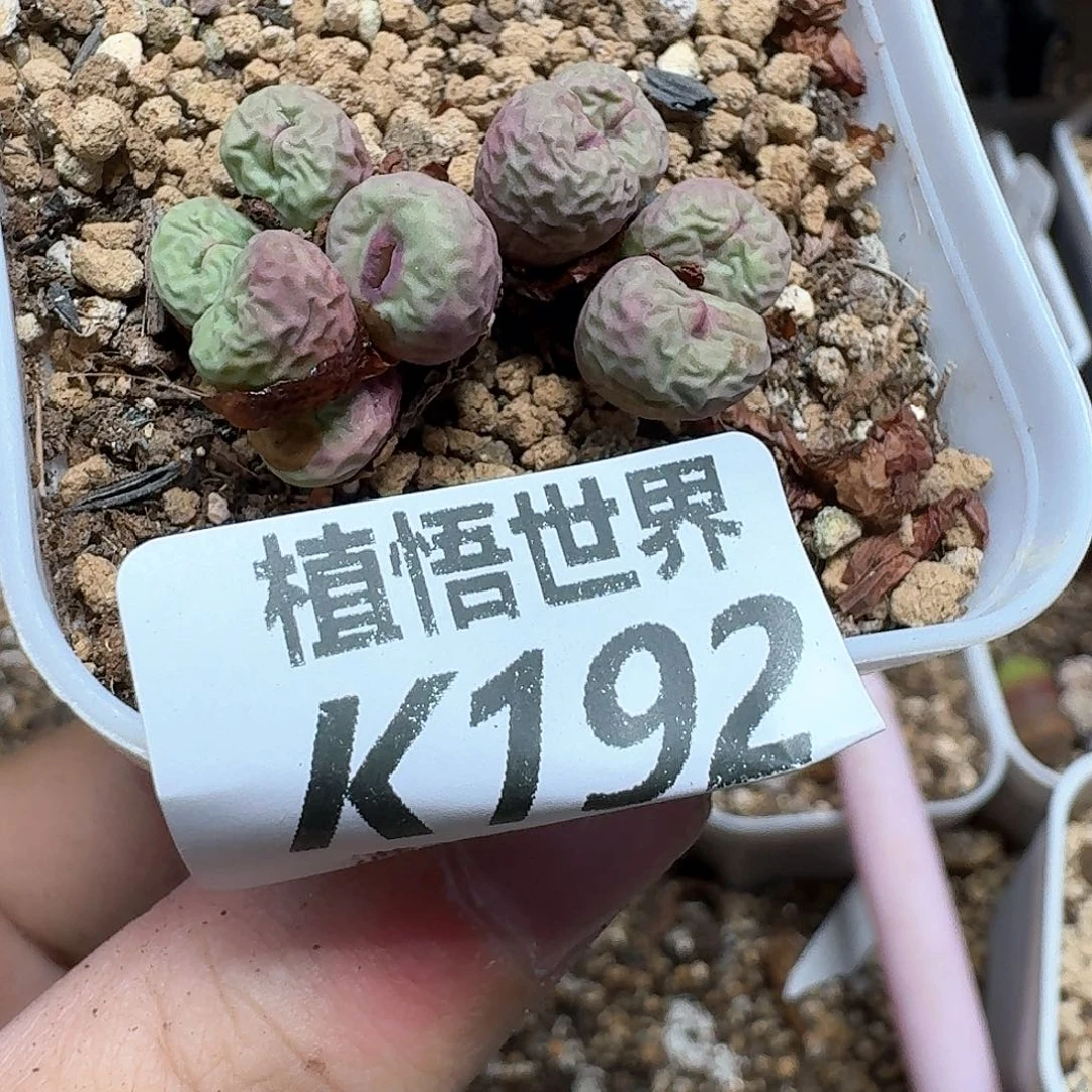 多肉植物的润泽多