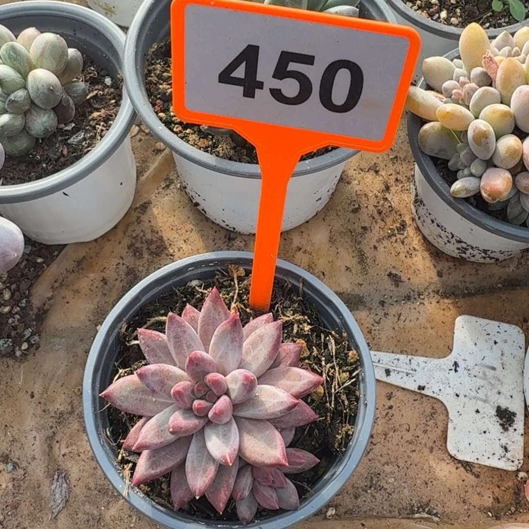 多肉植物虞美人450