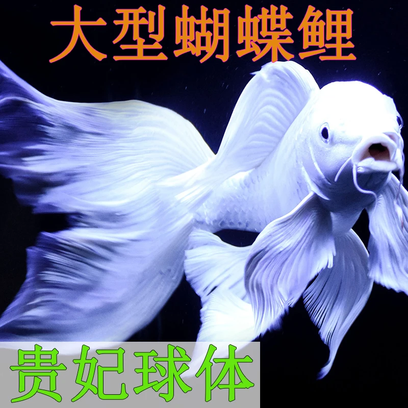 精品蝴蝶鲤球形观赏鱼23-25厘米 直播间专属链接