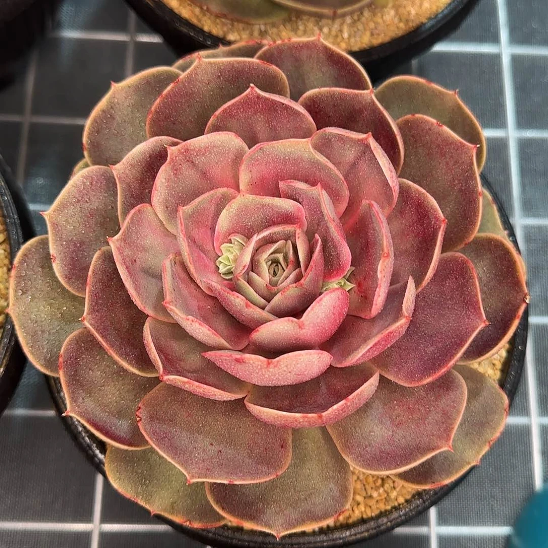 从前慢花园精选哥特玫瑰