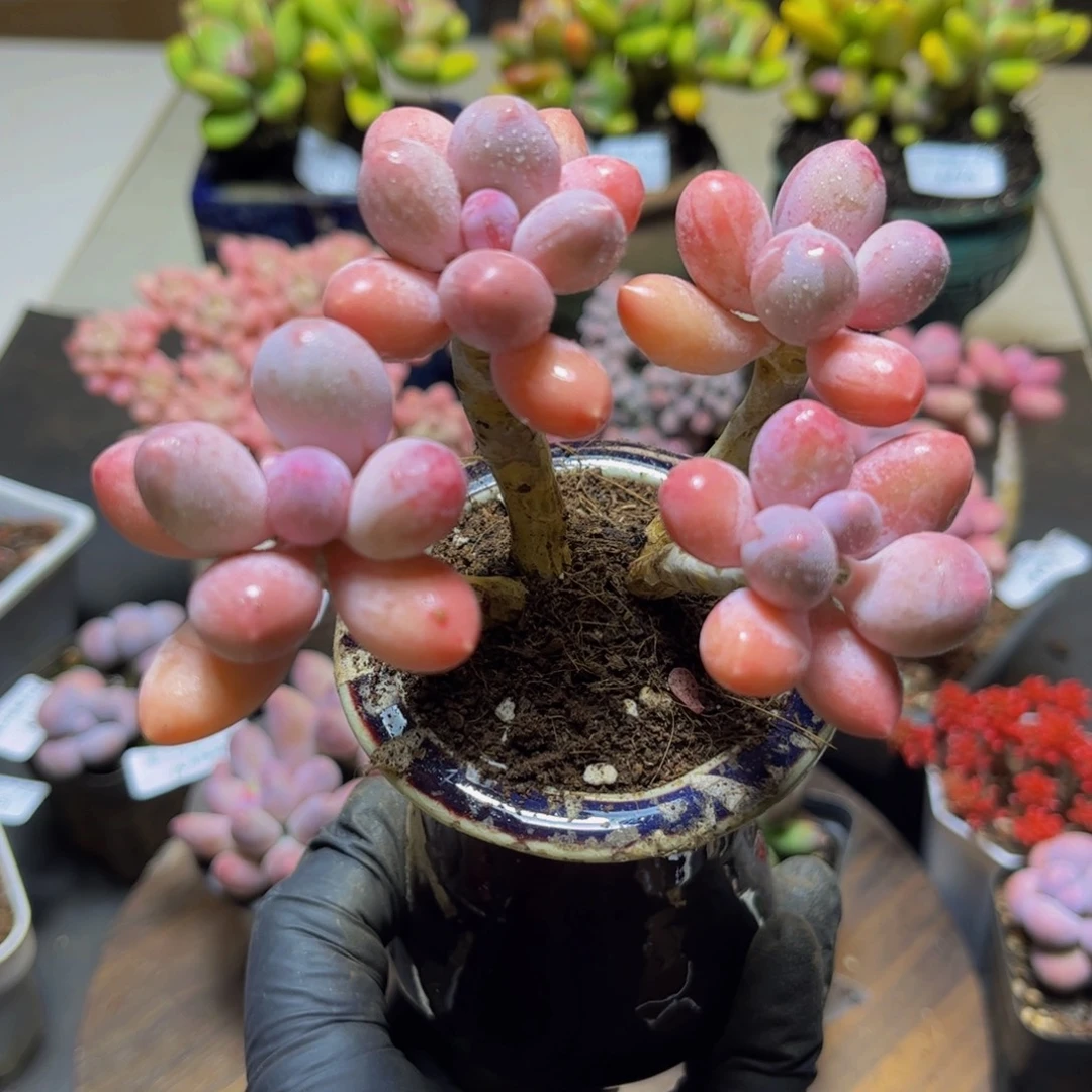 509黄金香水手指奶9厘米