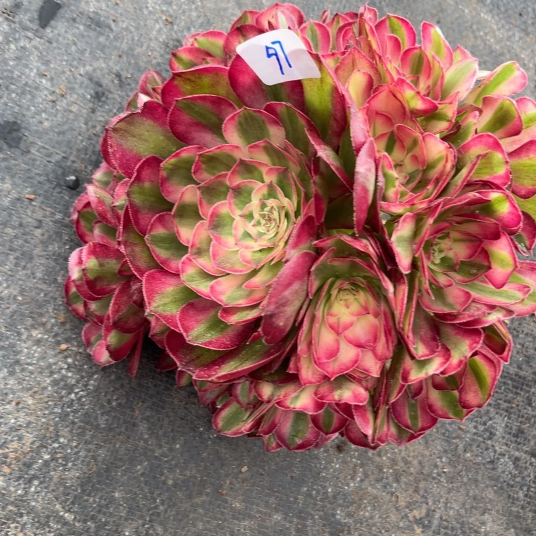 97半糖无根多肉植物一